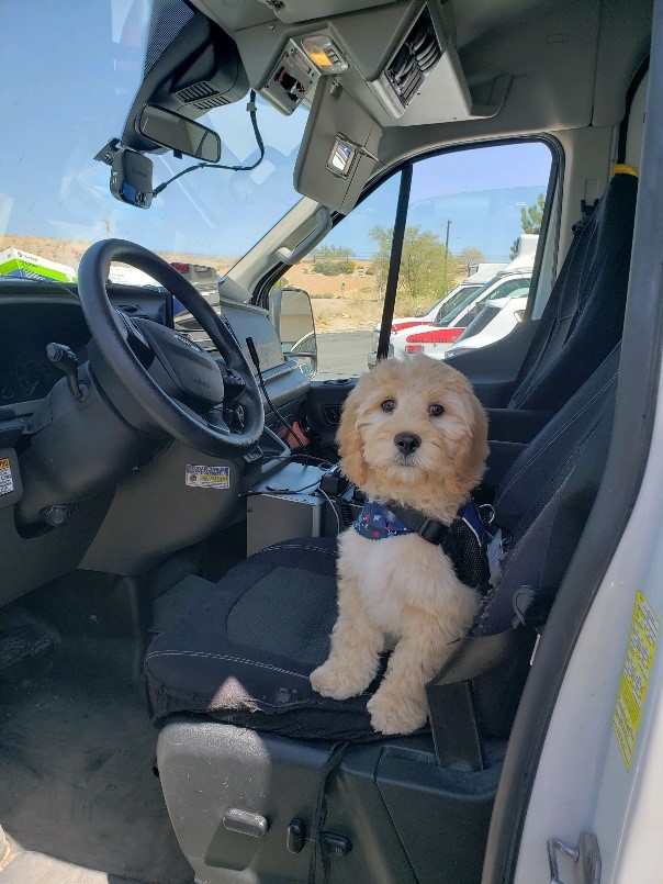 AMR New Mexico Adds Curly Haired, Four-Legged Sweetheart to EMS Team