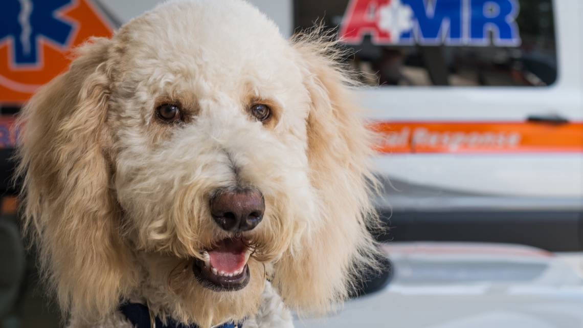 Meet GMR’s Therapy Dogs That Will Attend Kick-Off of College Football Playoffs Championship