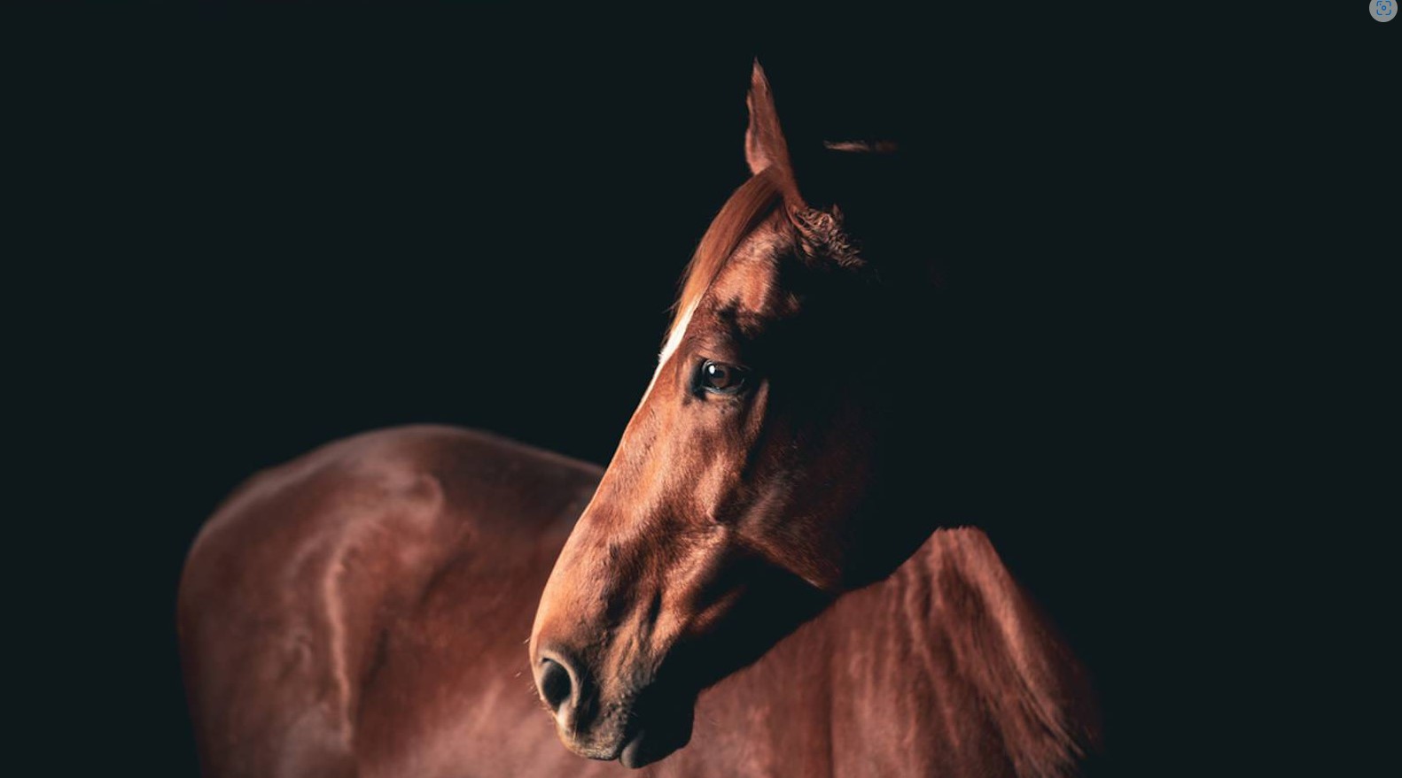 AMR Helps Connecticut Hospice Patient Get Final Wish to Visit Her Horse
