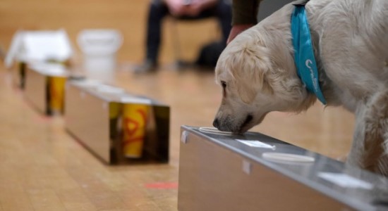 NASCAR Dogs Can Sniff Out COVID-19 With up to 98% Accuracy